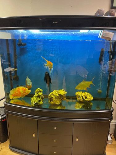 Used fish tank - fish,